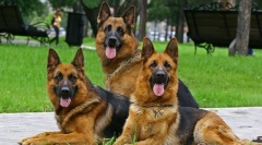 Кілька слів про німецьку вівчарку